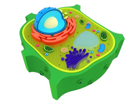 Plant Cell 3D Model $9 - .blend .max .3ds .fbx .obj - Free3D