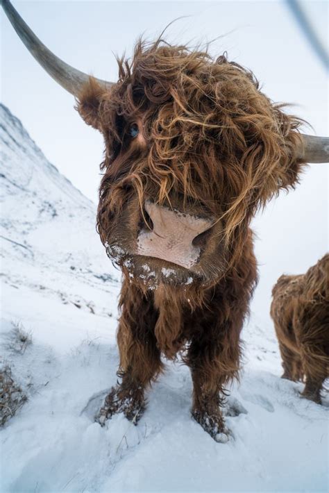 Highland cattle in the Faroe Islands are curious beings! Photo by ...