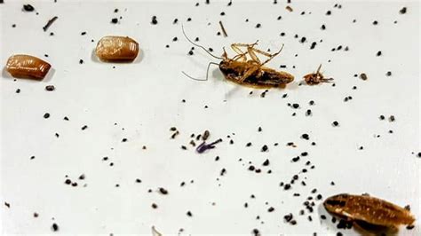 What Does Cockroach Poop Look Like? (Identifying Roach Droppings)