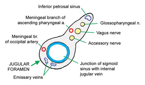 Structures passing through Jugular foramen : Mnemonic | Epomedicine