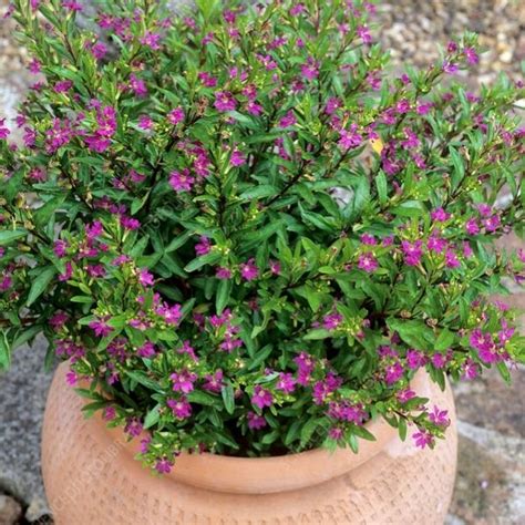 Cuphea Hyssopifolia – Plant – Wild Roots