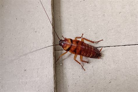 Homeowner's Guide to Cockroach Pest Control | Family Handyman