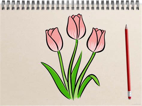 Tulip Drawing » How to draw a Tulip