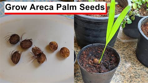 Areca Palm Seeds