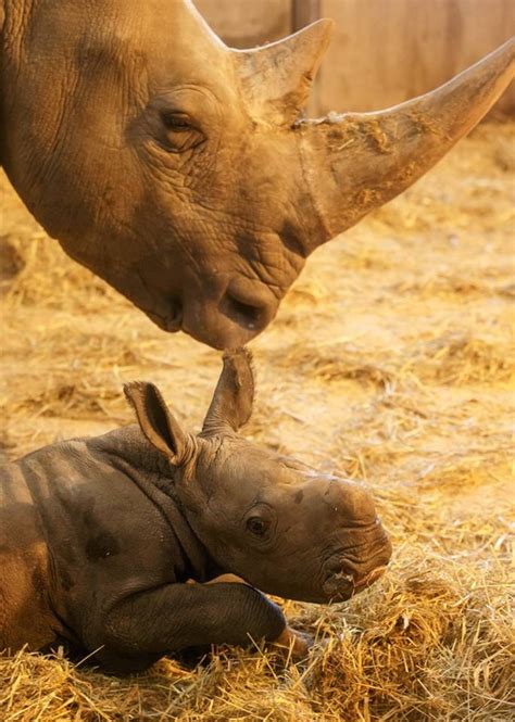 Adorable Baby Rhino Born at Copenhagen Zoo in Denmark