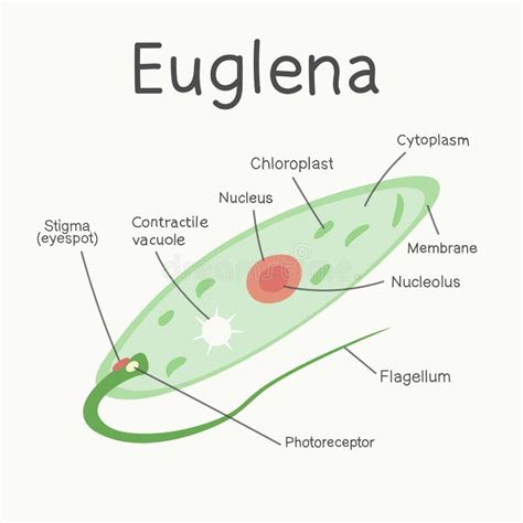 Draw And Label The Parts Of Euglena