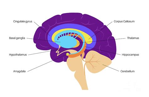 Brain Limbic System Diagram