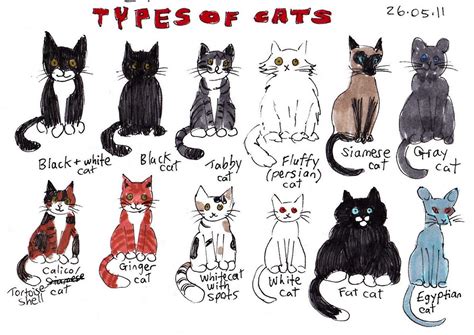 All Cat Breeds A Z With Pictures - Pets Lovers