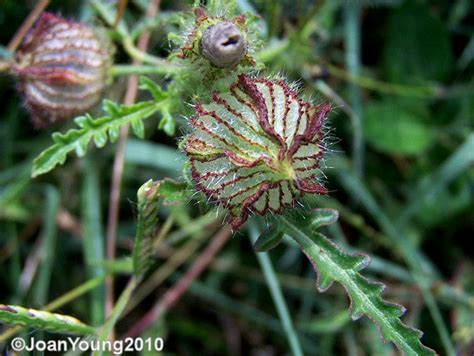 Natures World of Wonder: Kenaf (Hibiscus cannabinus)