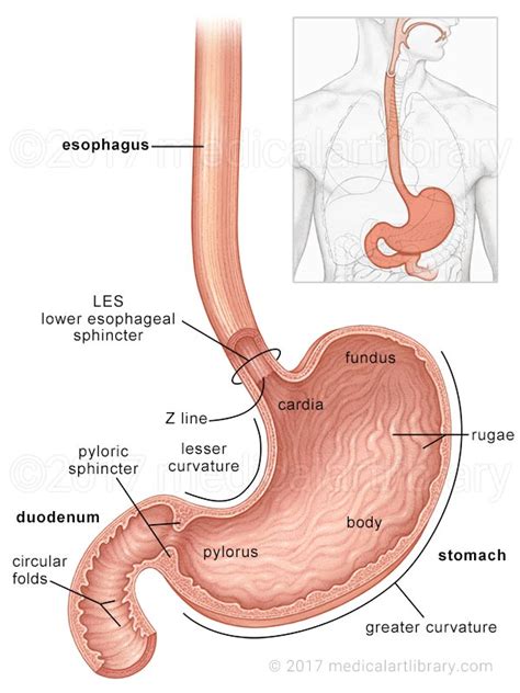 Stomach Anatomy - Medical Art Library