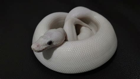 Blue Eyed Leucistic Ball Python Morph (9 Stunning Pictures)