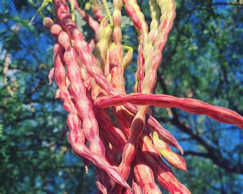 4_3.2_mesquite-pods - Tohono Chul - Tucson, AZ