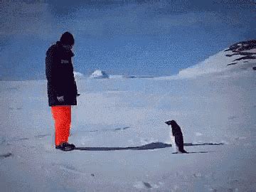 Angry Penguin GIF - Angry Penguin PissedOff - Discover & Share GIFs