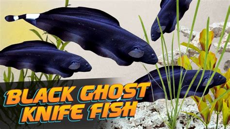 The Beautiful and Mysterious Black Ghost Knife Fish (Apteronotus ...