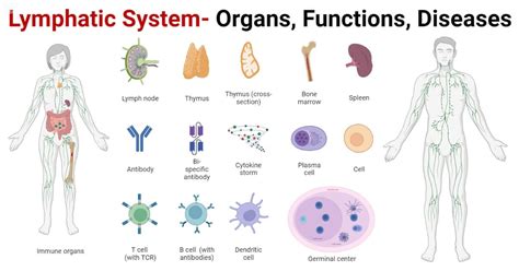 Lymphatic System- Organs, Functions, Diseases