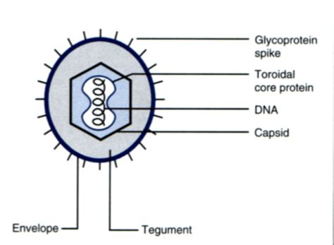 Microbiology 4/5: Herpes Viruses Flashcards | Quizlet