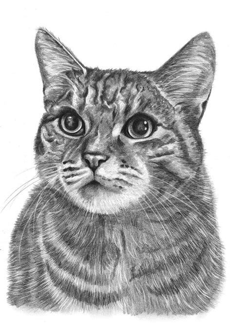 Cat Drawings by Angela of Pencil Sketch Portraits