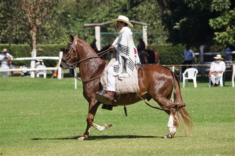 How to Roach Your Horse's Mane - Cornerstone Equine Academy