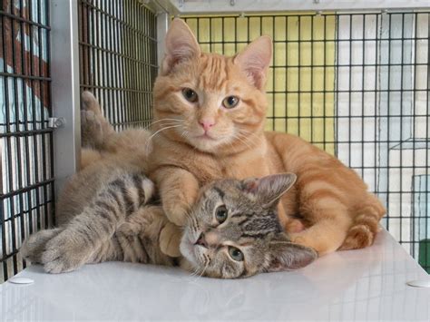 June is Adopt a Shelter Cat Month: Ways You Can Help - FACE Foundation