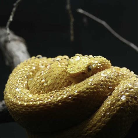 10 Fancy Facts About Eyelash Viper Snakes - Factopolis