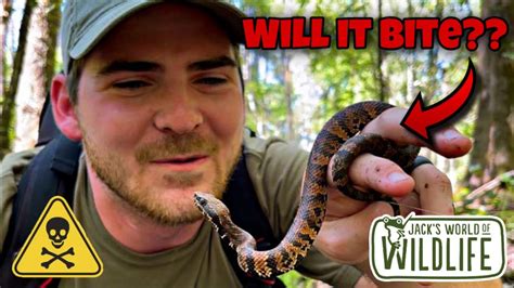 COTTONMOUTH In My HAND??? The TRUTH About These VENOMOUS SNAKES! - YouTube