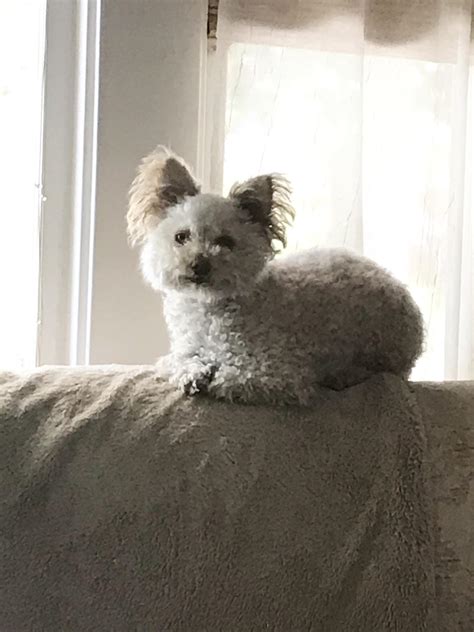 My poodle westie mix : r/westies