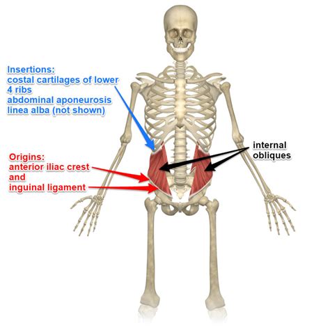 Internal Oblique Origin And Insertion | Renew Physical Therapy