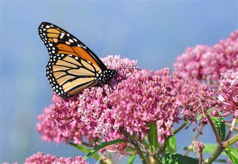 Butterflies And Their Host Plants