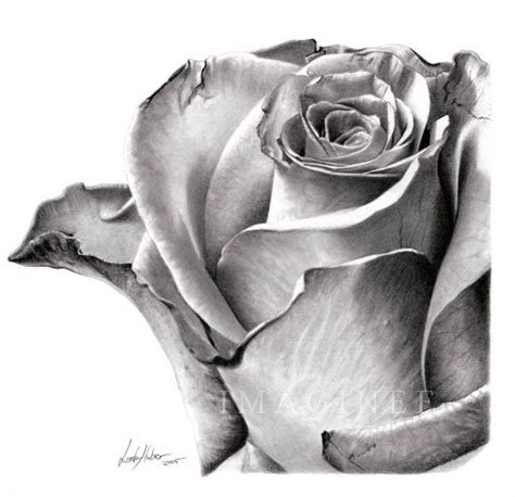 How To Draw A Rose That Looks Real - howto