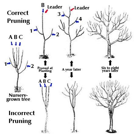 when to prune cherry trees nz - Marcelino Guy