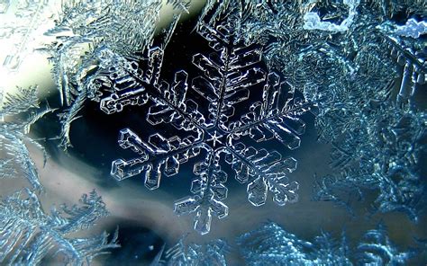 Wallpaper : water, winter, macro, branch, ice, frost, biology ...