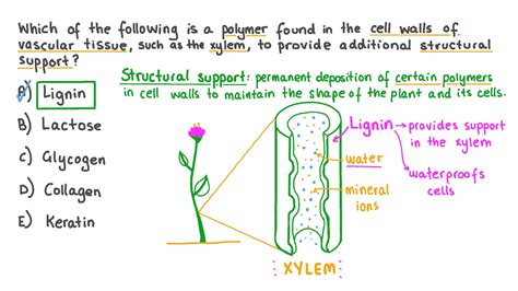 Lignin Cell Wall