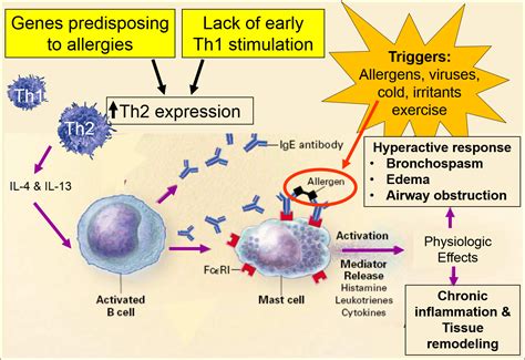 Pathophysiology Of Bronchial Asthma / Asthma For Nurses - Asthma Lung ...