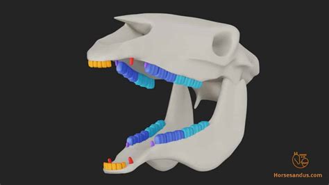 Horse Teeth Anatomy and Function [Pictures & Animations]