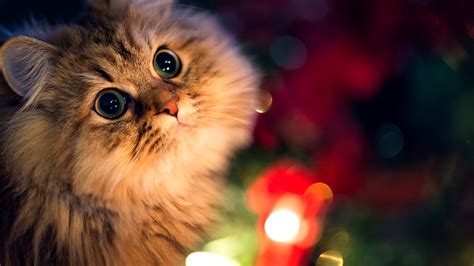 3840x2160 Kitten 4k HD 4k Wallpapers, Images, Backgrounds, Photos and ...