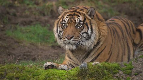 New Sumatran tiger makes first appearance at Point Defiance Zoo | king5.com