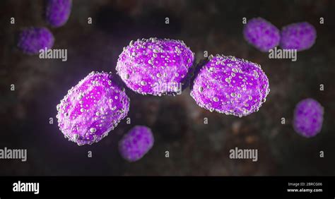 Gram Negative Coccobacillus