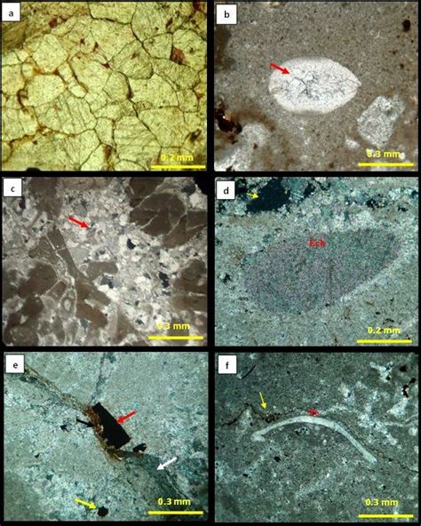 Photomicrographs of Khurmala Formation showing: (a) Medium to coarse ...