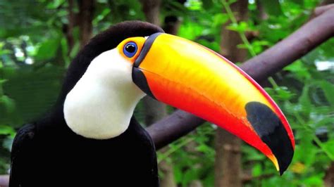 Toucan – Big British Zoo