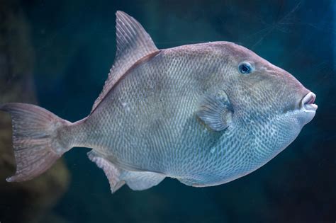 Triggerfish Facts and Aquarium Care Information