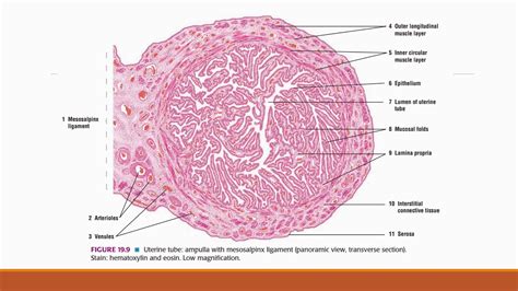 Female reproductive system histology - YouTube