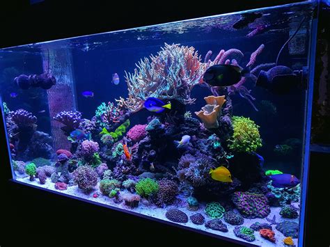 February 2019 R2R Reef of the Month - Sever10's 900-Liter Reef | Reef2Reef