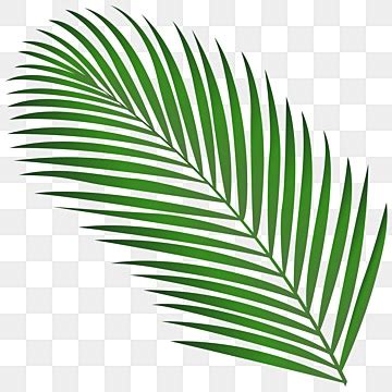 Coconut Leaves PNG Transparent Images Free Download | Vector Files ...