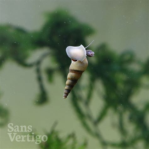 Buy live Malaysian Trumpet Snails – Sans Vertigo