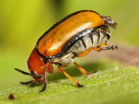 Leaf beetle - Alchetron, The Free Social Encyclopedia