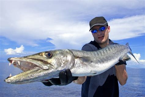 Can You Eat Barracuda and How Does It Taste? - American Oceans