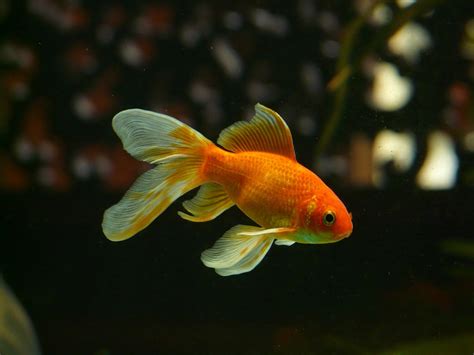 15 Types of Goldfish: The Complete Goldfish Species Guide