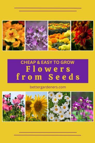 15 Cheap & Easy to Grow Flowers from Seeds - Better Gardener's Guide