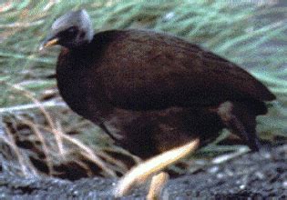 Megapode, bird of New Guinea: Understanding our Universe