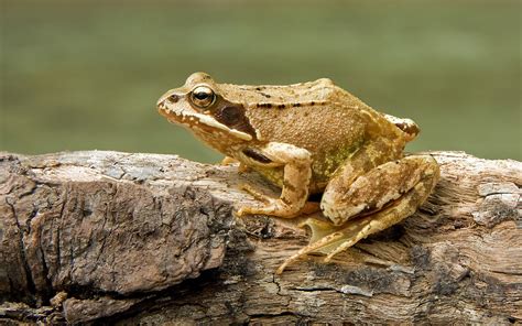 Common frog - Wikipedia